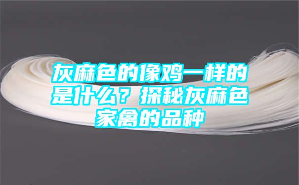 灰麻色的像鸡一样的是什么？探秘灰麻色家禽的品种