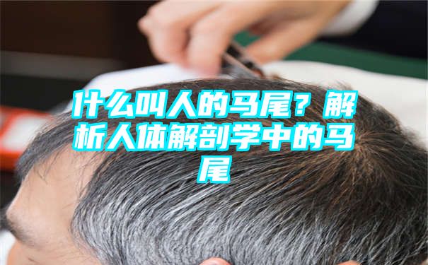 什么叫人的马尾？解析人体解剖学中的马尾