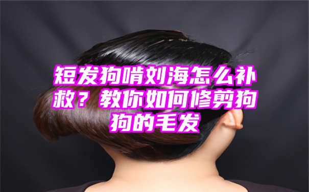 短发狗啃刘海怎么补救？教你如何修剪狗狗的毛发