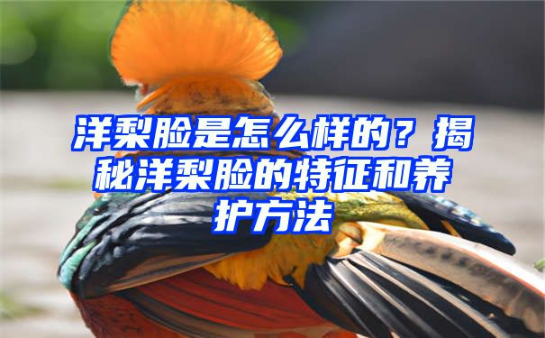 洋梨脸是怎么样的？揭秘洋梨脸的特征和养护方法